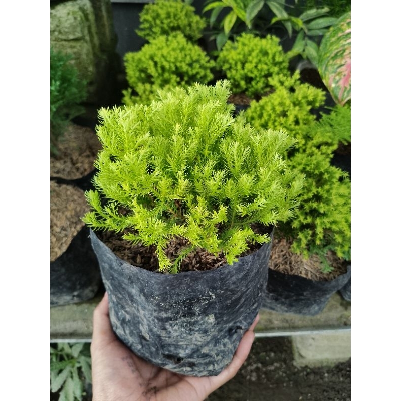 bunga cemara embun ,cemara salju, cemara perak mini