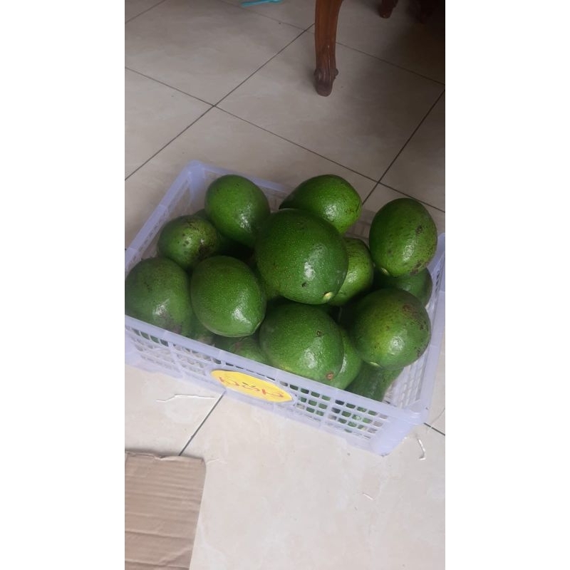 

Alpukat Mentega Premium 1kg isi 3