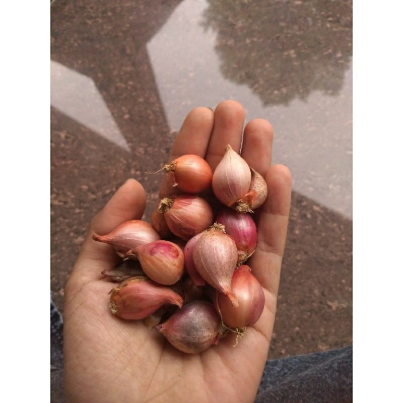 

Bawang Merah Kecil Kualitas Premium | Bawang Merah Terbaik | Bawang Merah Super | Bawang Merah Sultan