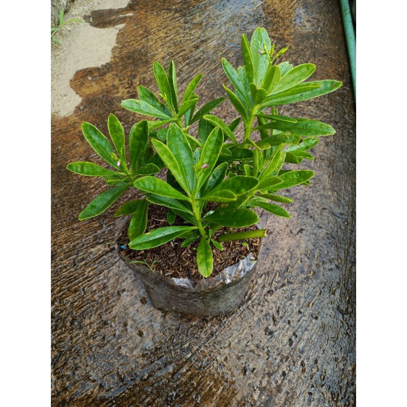 Tanaman Ginseng Jawa | Panda Mulya | Tanaman Ginseng