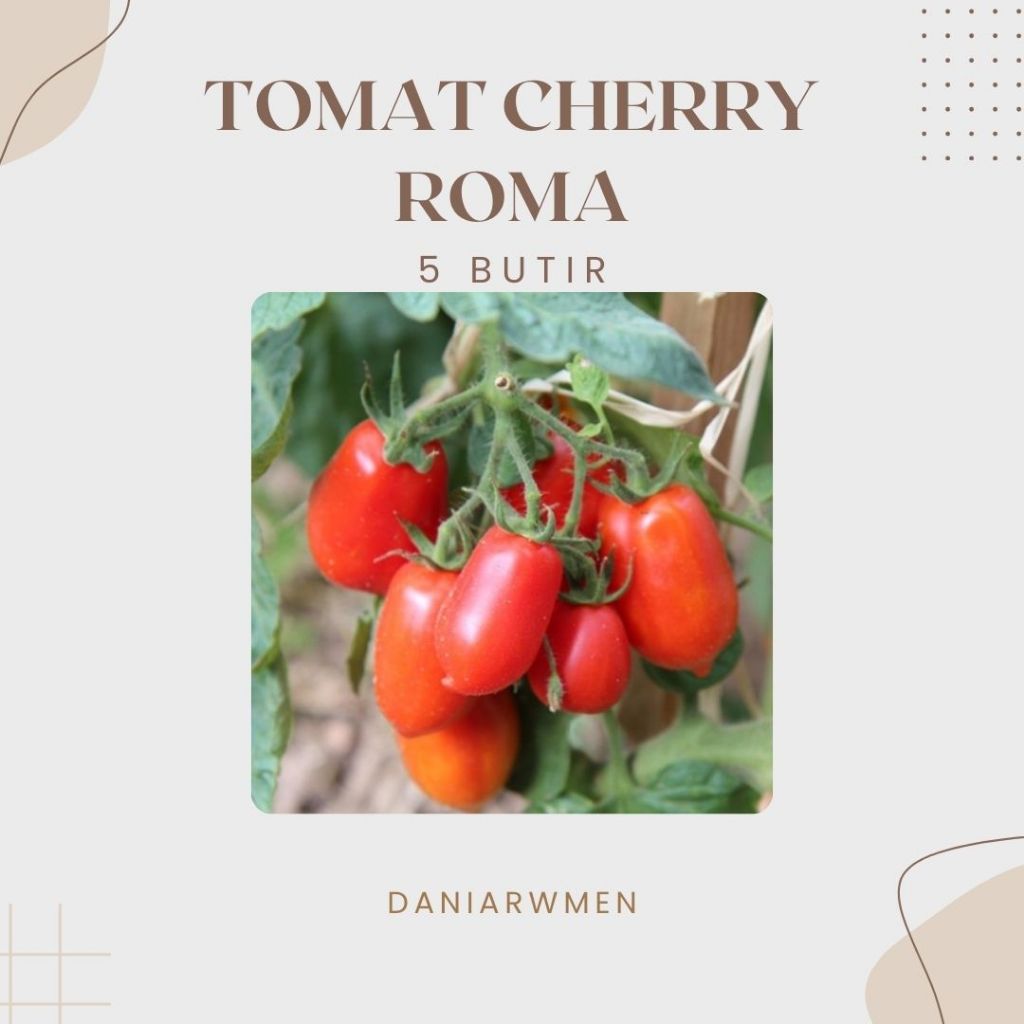 Biji Benih Tomat Cherry Roma Buah Lebat
