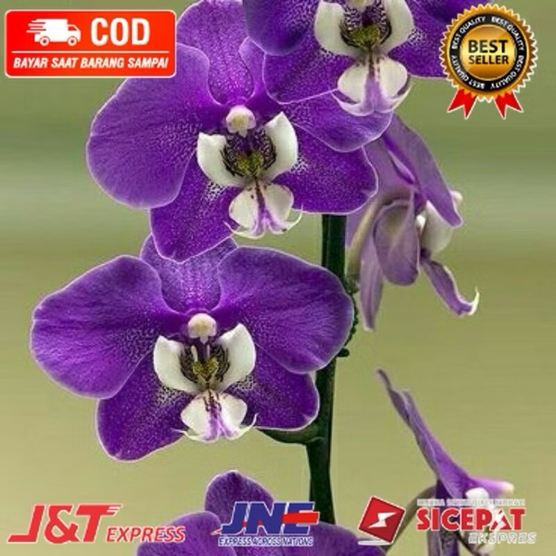 ( KNOP / SPIKE )  ANGGREK DENDROBIUM PURPEL LOVE-sudah Knop/Spike-DENDROBIUM