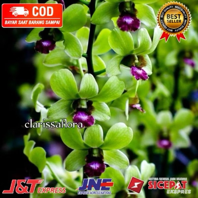 ( KNOP / SPIKE )  ANGGREK DENDROBIUM GREEN STABILO-sudah Spike/Knop-dendrobium