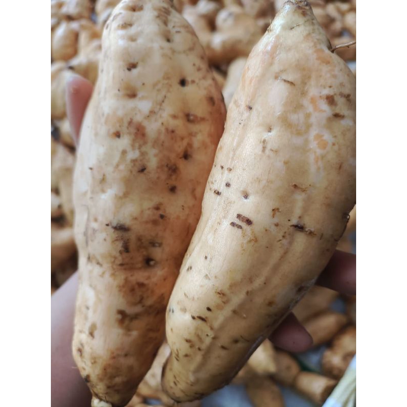 

Ubi Cilembu Super Madu Legit