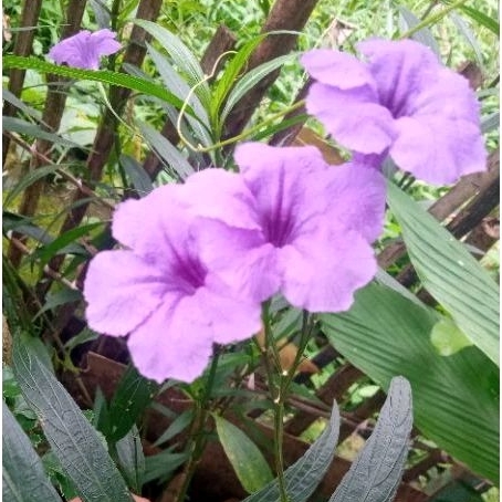 Bunga Rawelia Ungu dan Putih