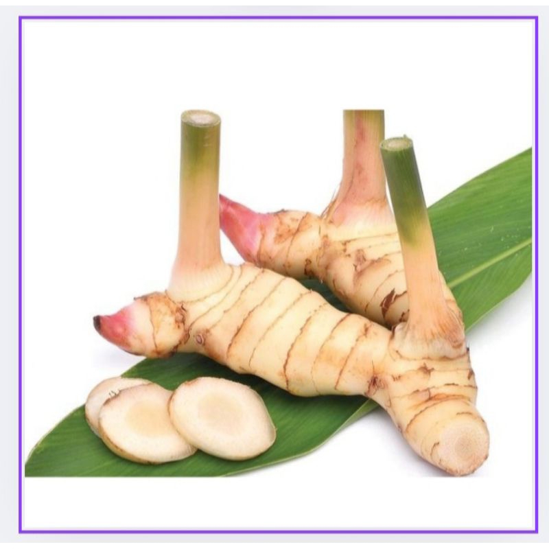 

Lengkuas Putih Berkualitas-Bumbu Masakan Alami
