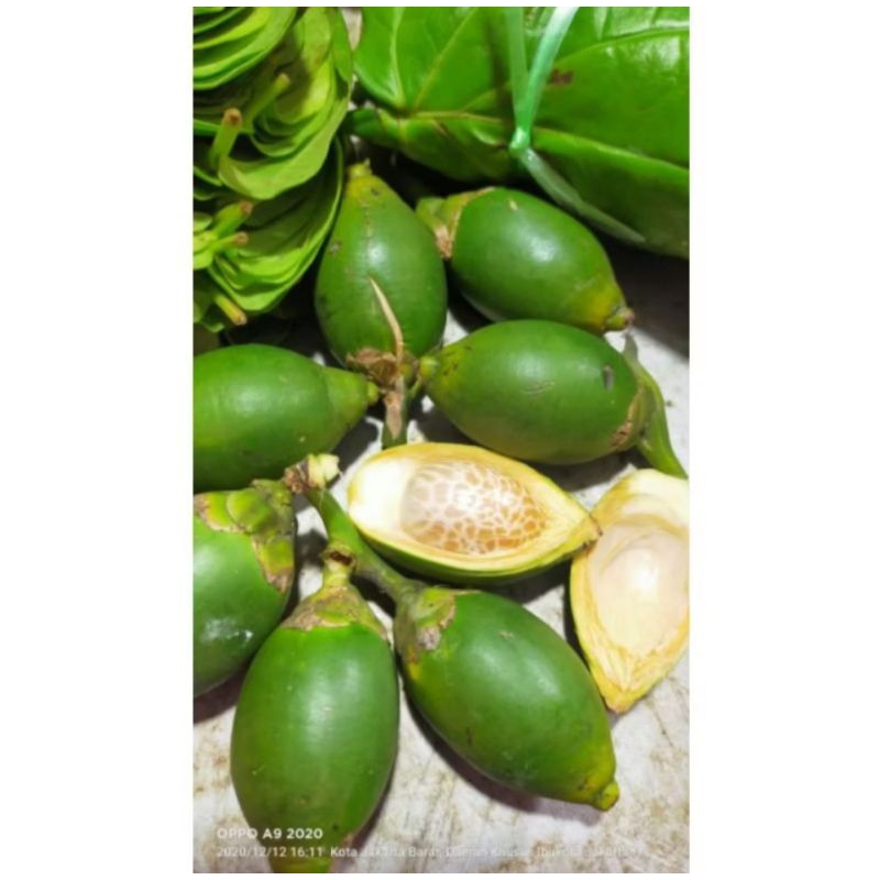 

PINANGMUDA./10:BIJI10.RBU/DIJAMINMUDA/ASLI