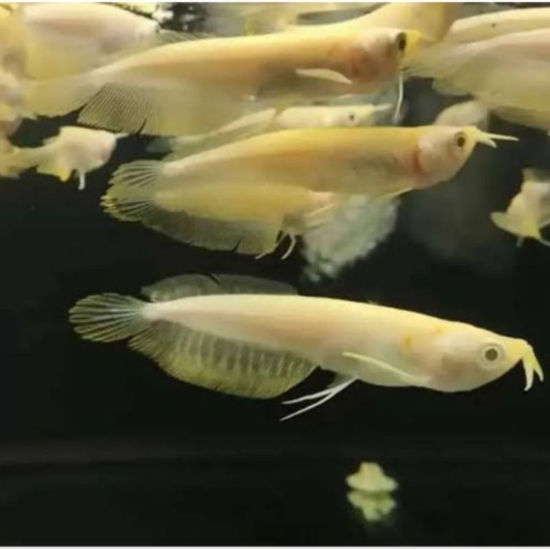 ikan arwana silver Albino