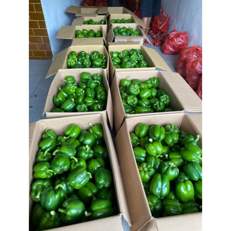 

paprika hijau kualitas super