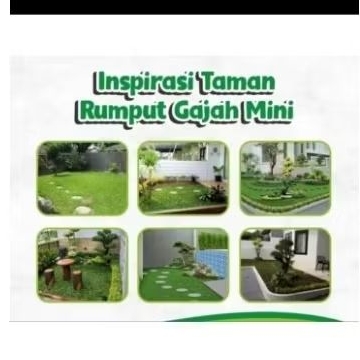 rumput gajah mini 1kg hidup taman benih rumput gajah mini