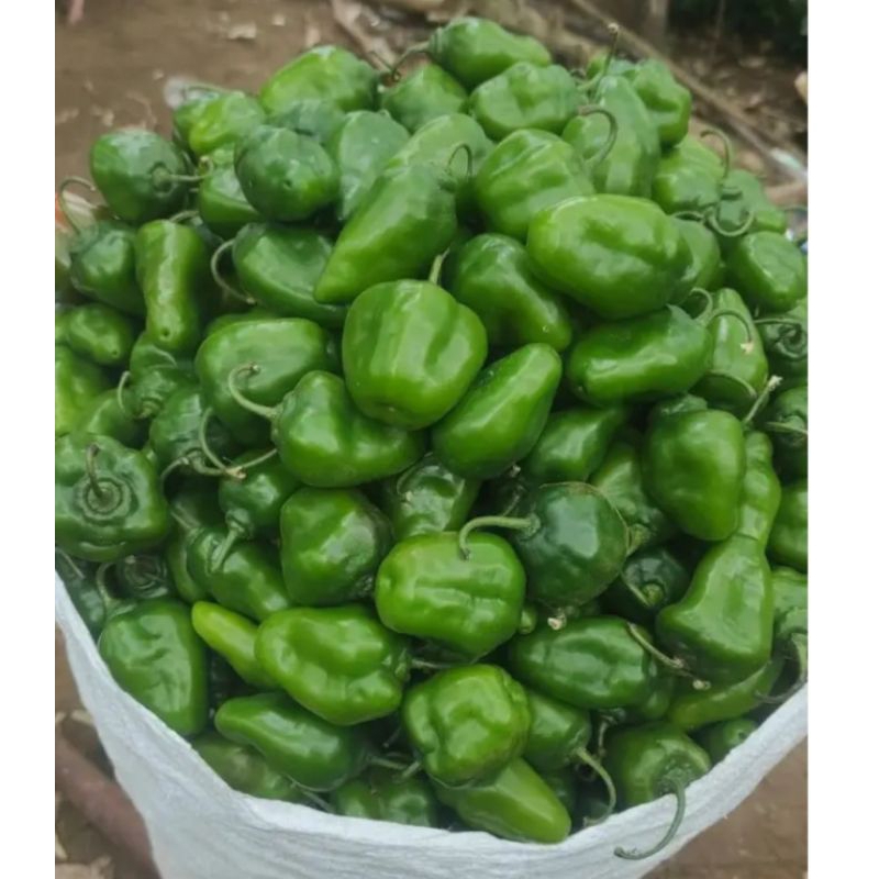 

Cabe gendot segar/cabe bendot segar/cabe gomol segar per 500gram