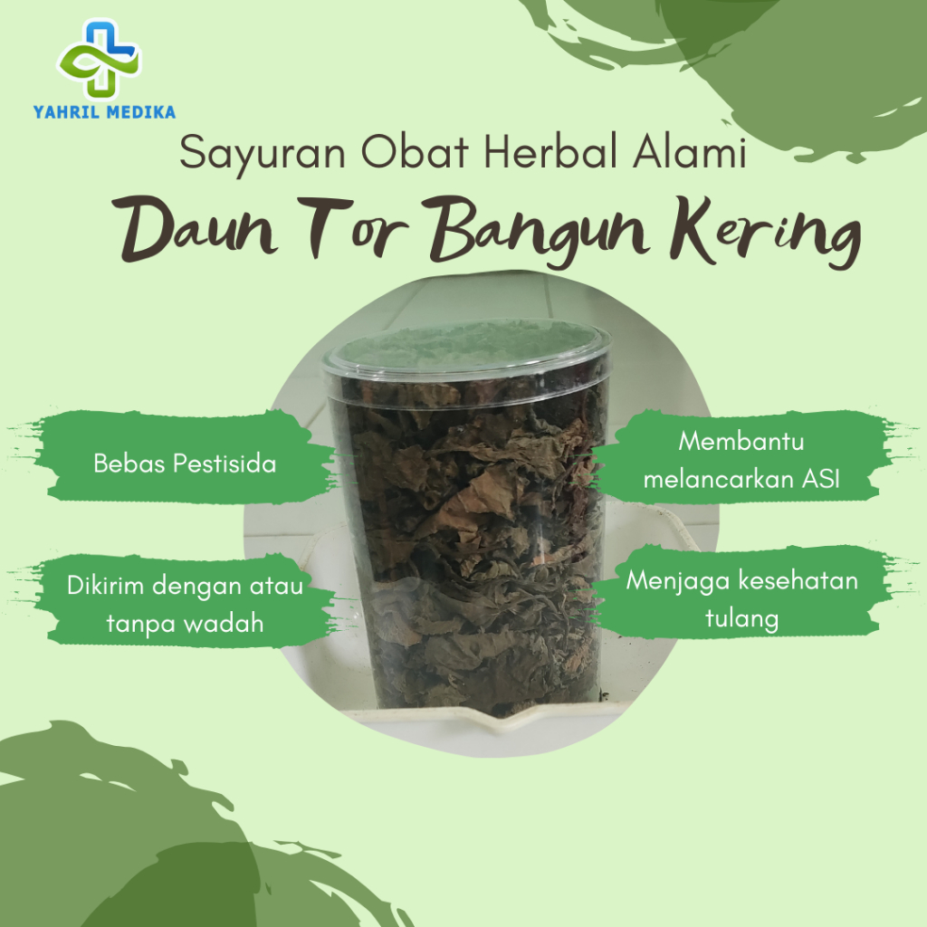 

Daun Tor Bangun Kering