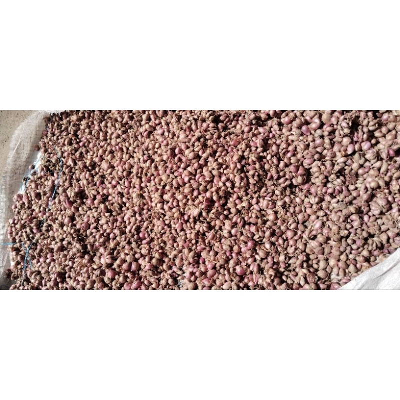 

bawang merah 1kg 20ribu