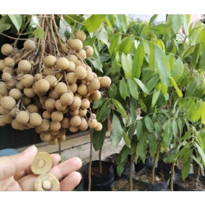 bibit kelengkeng kateki okulasi