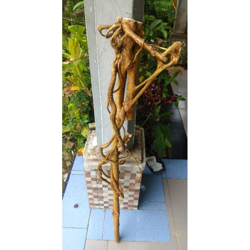 tongkat mimang .nenek lampir koleksi -110.cm