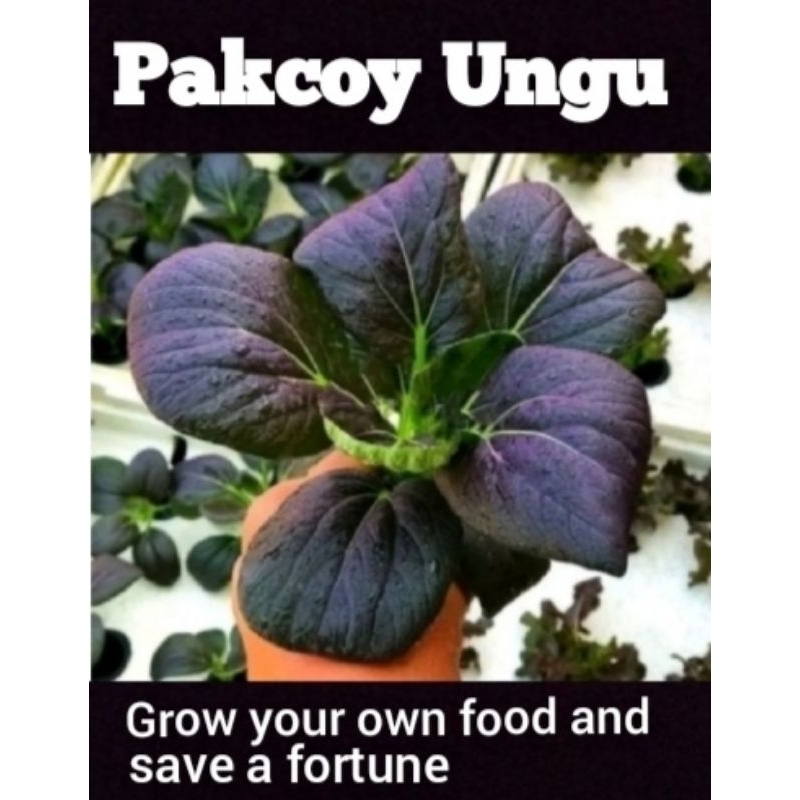 Benih Pakcoy Ungu Dark Red F1 Bibit Sayuran Pakcoy Ungu