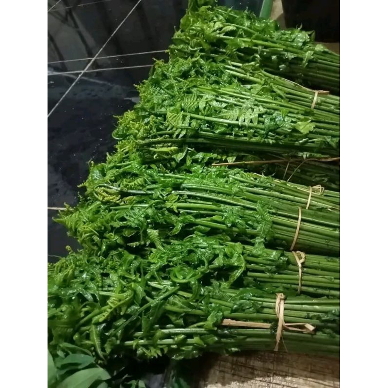 

pakis sayur