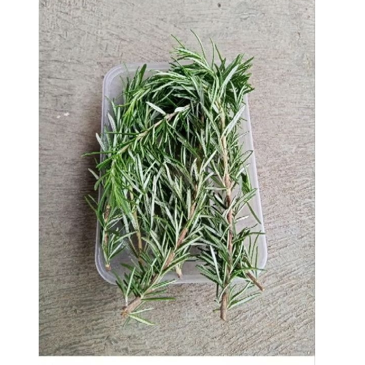 

Daun segar rosemary