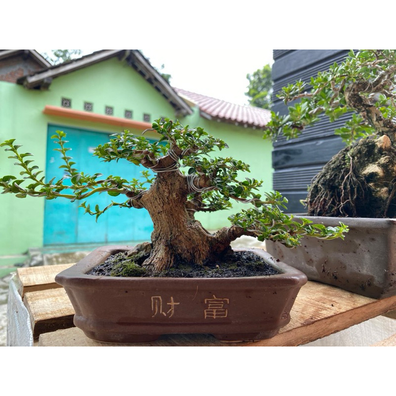 bonsai sancang shito mame
