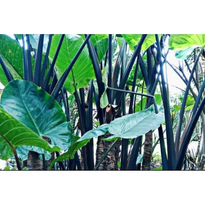 

Daun talas hitam talas wulung segar fresh