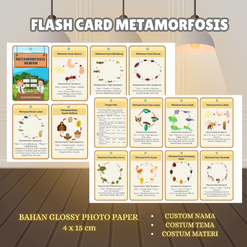 

Flash Card Metamorfosis