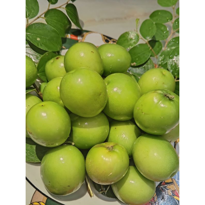 

BUAH BIDARA SEGAR 100 GRAM