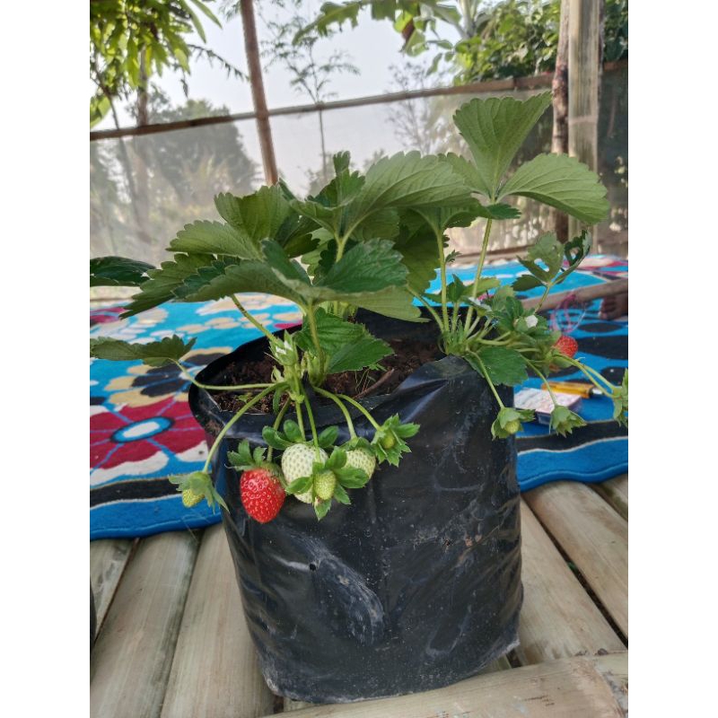 2 bibit indukan strawberry sudah berbuah