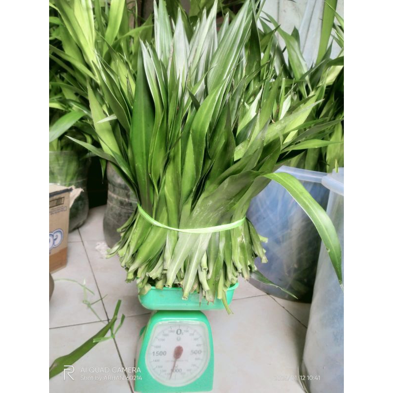 

daun Suji segar 1kg