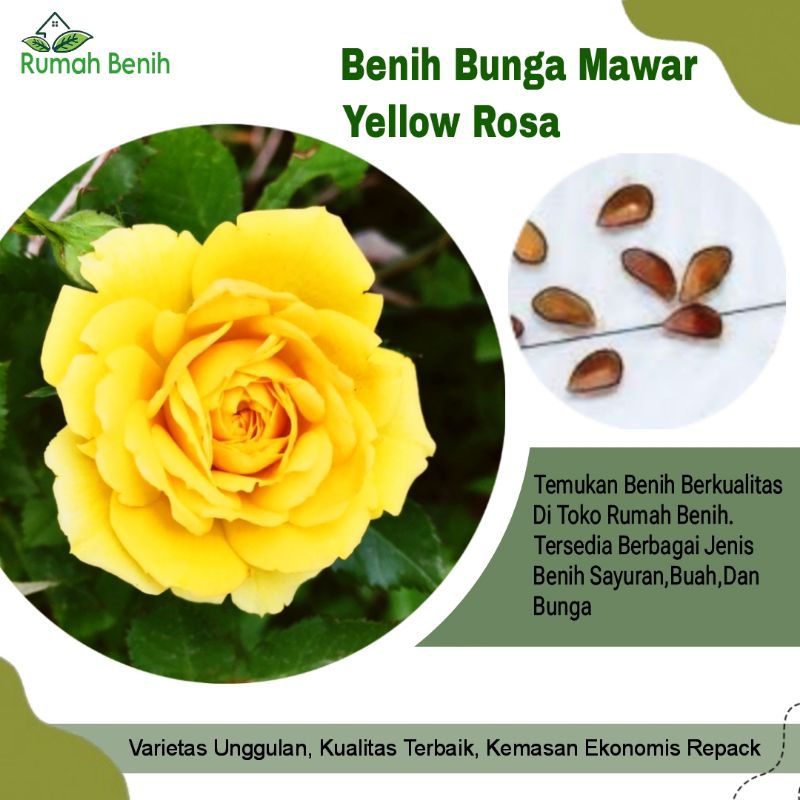 Benih Bunga Mawar Yellow Rosa / Bibit Benih Bunga Mawar Kuning / Biji Benih Bunga Mawar Kuning Impor