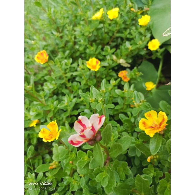 10 stek krokot mossrose jenis bunga selapis