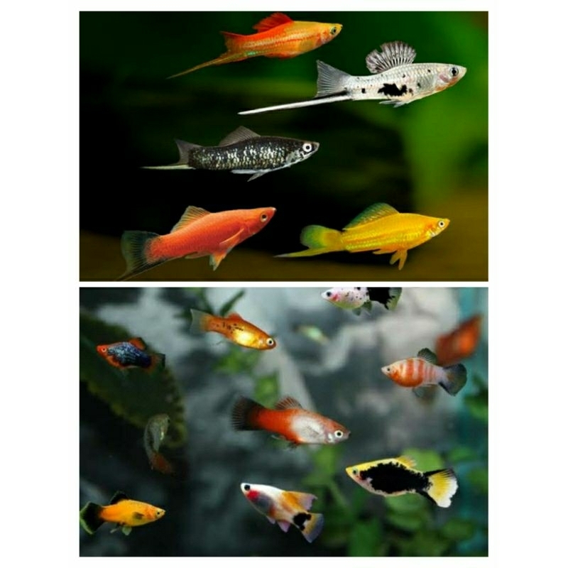 BERBAGAI MACAM VARIAN IKAN PLATY / IKAN PLATY SWORDTAIL / IKAN PEDANG / IKAN PLATY / IKAN HIAS / MGG