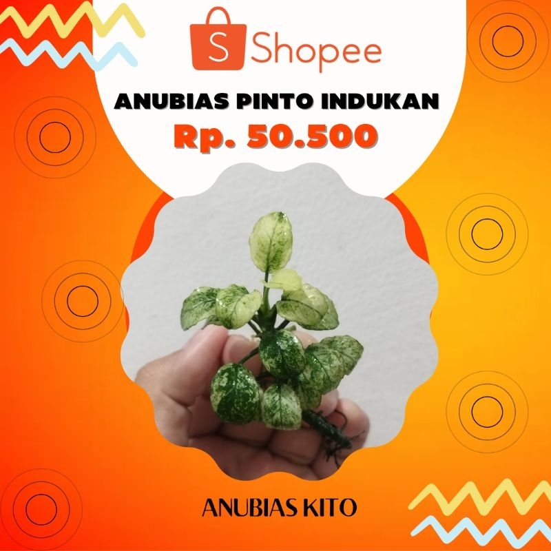 Anubias Pinto Mp