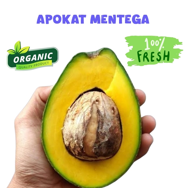 

alpokat mentega1 kg bergaransi apokat aligator avokat miki dari wonogiri1