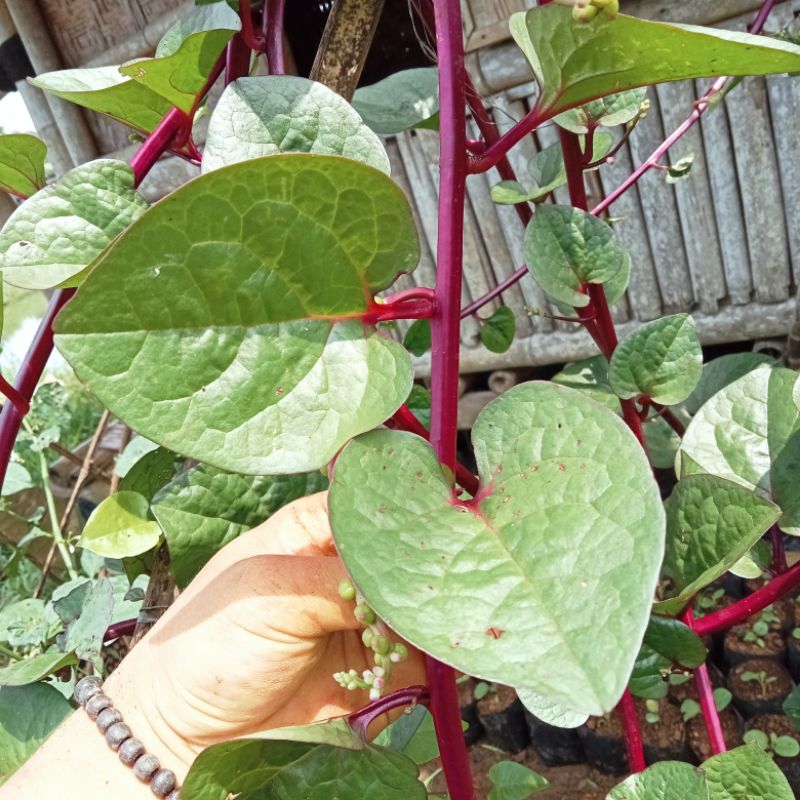 

Daun BINAHONG MERAH Fres Segar Per Lembar Daun Gendola Herbal Dengan Perawatan Jaminan Alami 100%