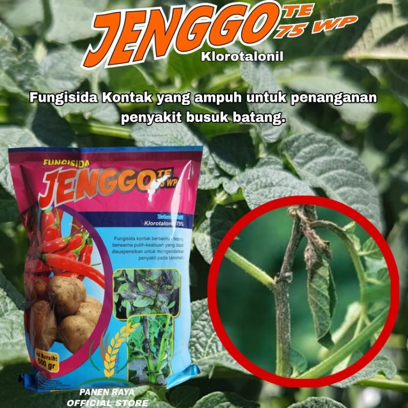 Jenggo fungisida klorotalonil 500gr