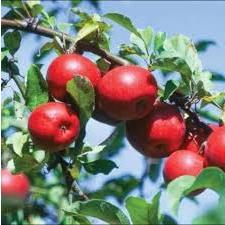 BIBIT APEL MERAH SIAP BERBUAH