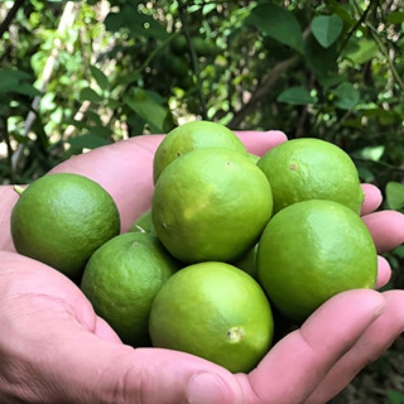

JERUK NIPIS FRESH, COCOK UNTUK MASAKAN & MINUMAN