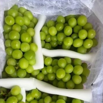 

Buah Anggur Shine Muscat