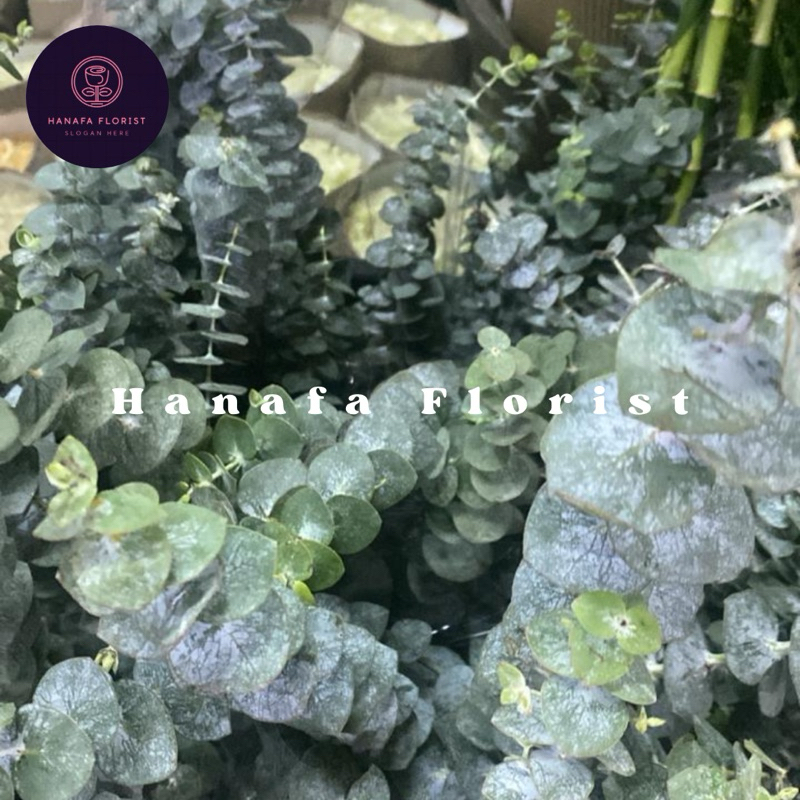 Daun Import Eucalypthus / Silver Dollar Asli Fresh Daun Dekorasi ( Bunga Segar Jakarta )