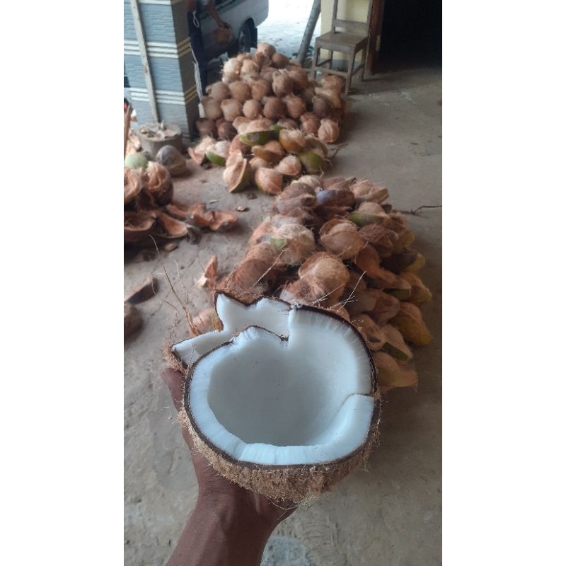 

Kelapa Tua Kupas Grade ABS