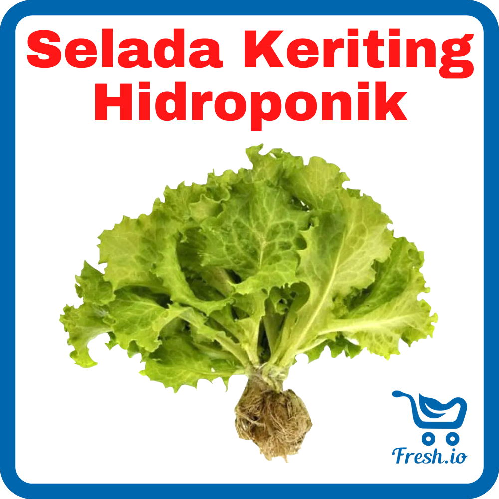 

Selada Keriting Hidroponik