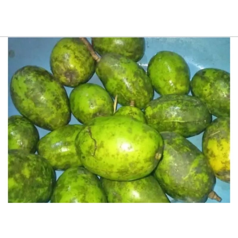 

KEDONGDONG SEGAR PETIKAN BARU per 1kg