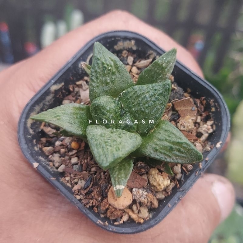 Ariocarpus fissuratus cv. Godzilla