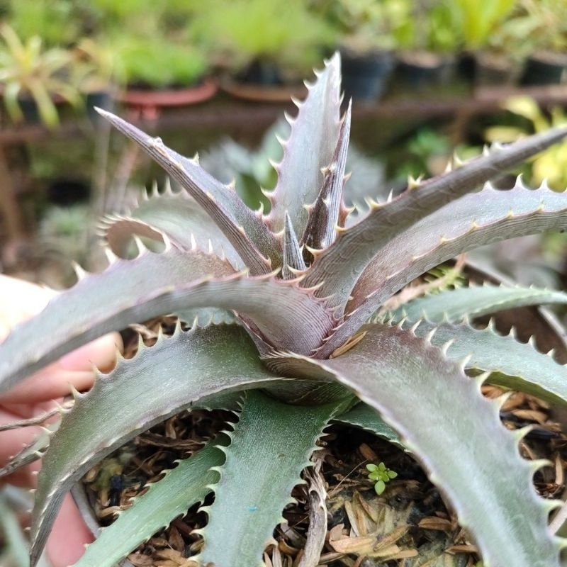 dyckia hybrid