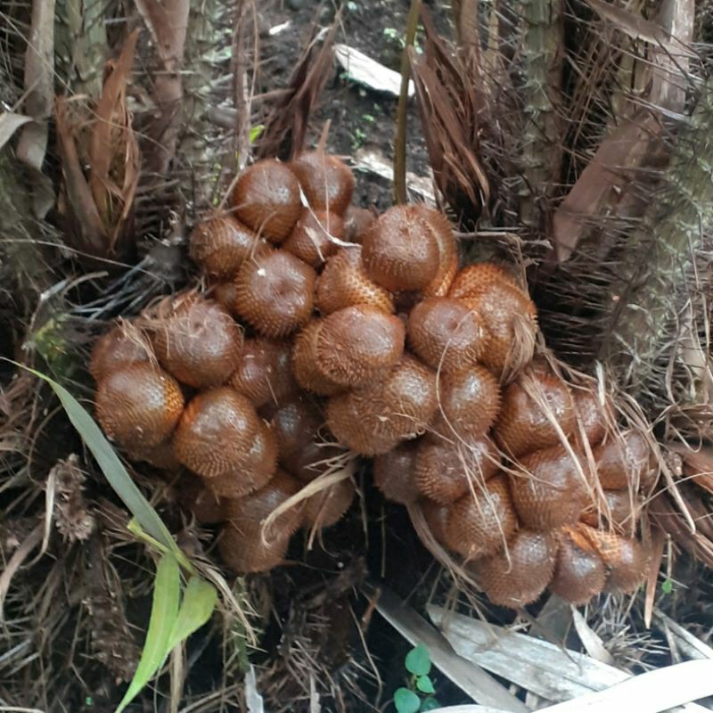 

BUAH SALAK MADU 1KG ASLI SLEMAN