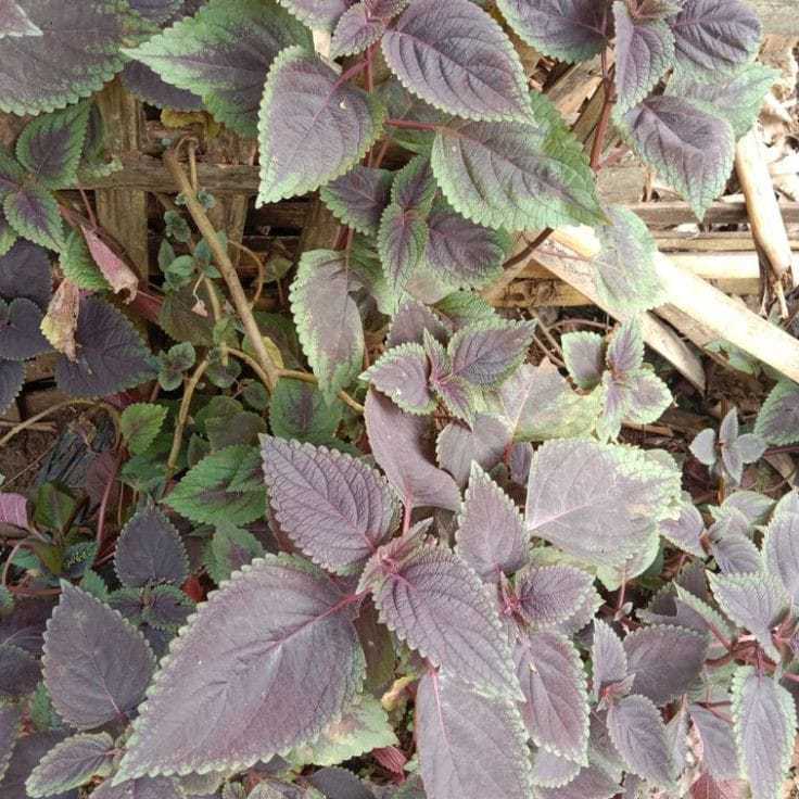 

Daun jawer kotok (Pithecellobium jiringa)
