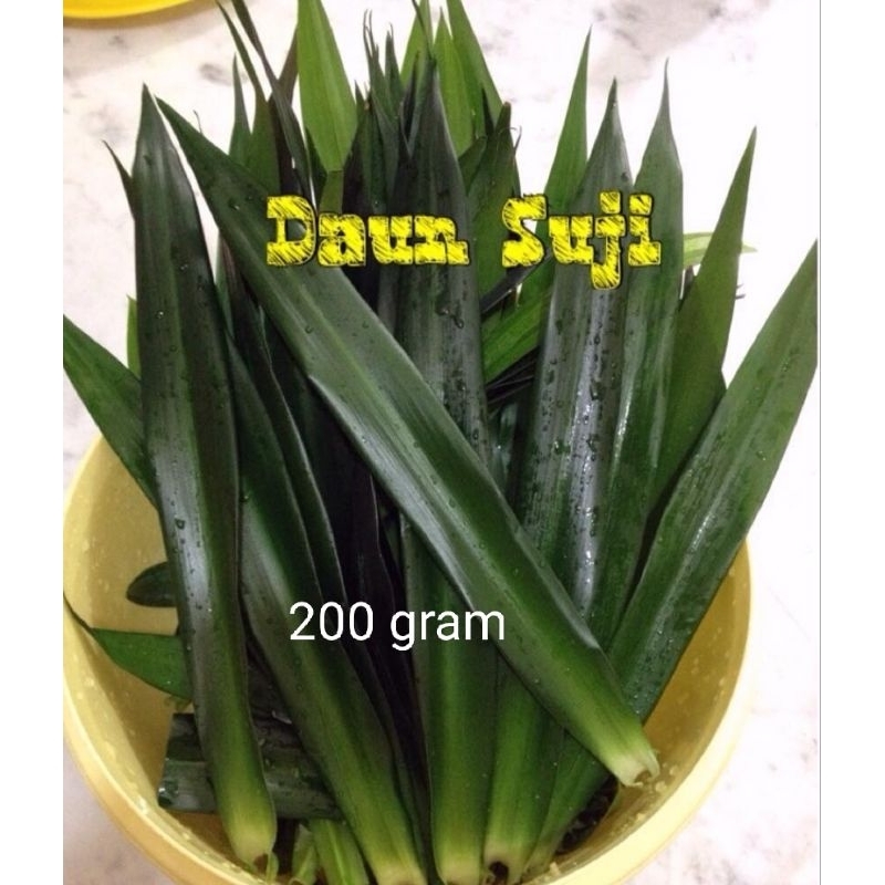 

Daun Suji Segar 200gram