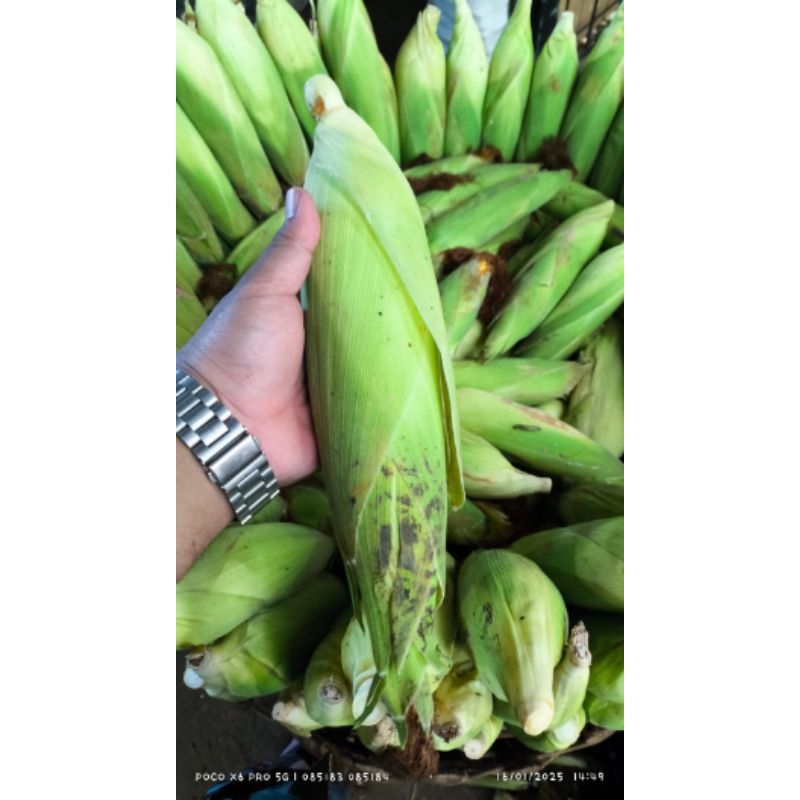 

Jagung Manis 1KG
