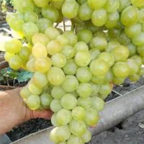 

BIBIT TANAMAN ANGGUR IMPORT MEDOVY VALID