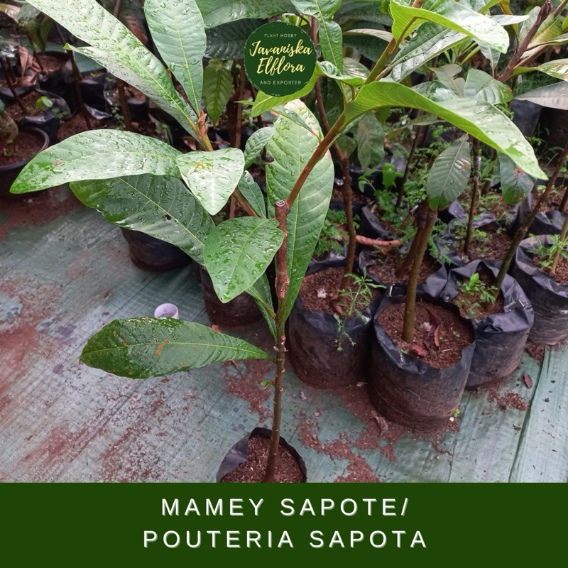 Bibit & Biji Mamey Sapote 100% Original - Sawo Raksasa